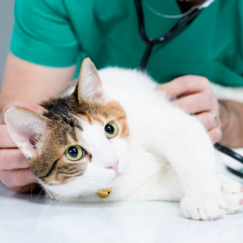a vet checking a cat