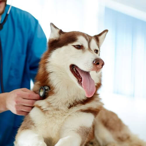 a vet checking a dog