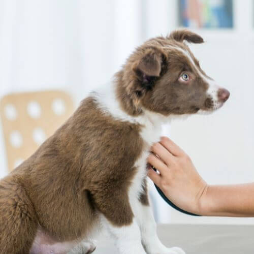 a vet checking a dog
