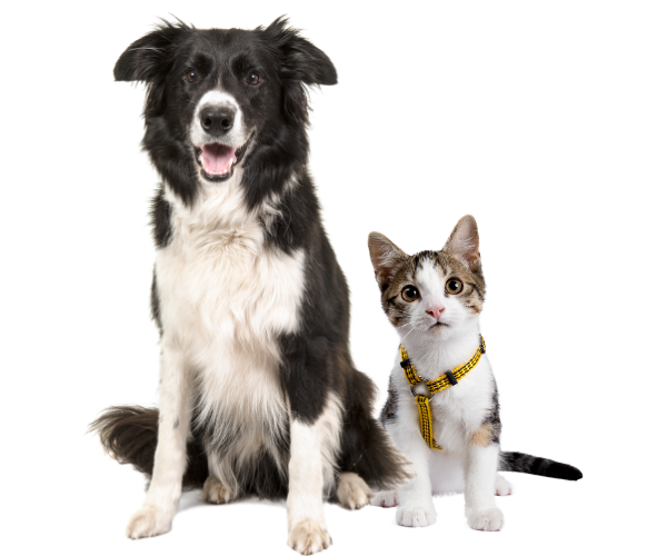 Dog and cat sitting