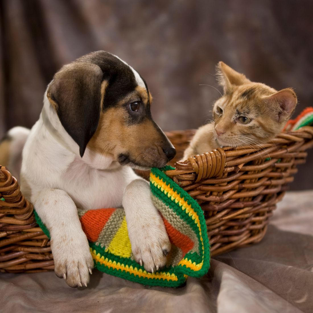 Beagle Puppy and Kitten