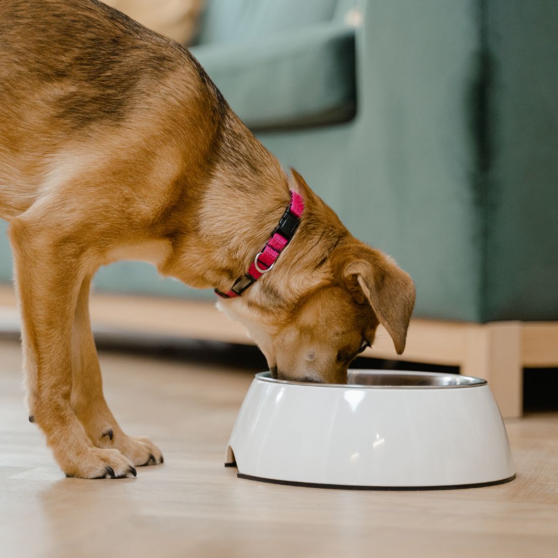 Brown Dog Eating 