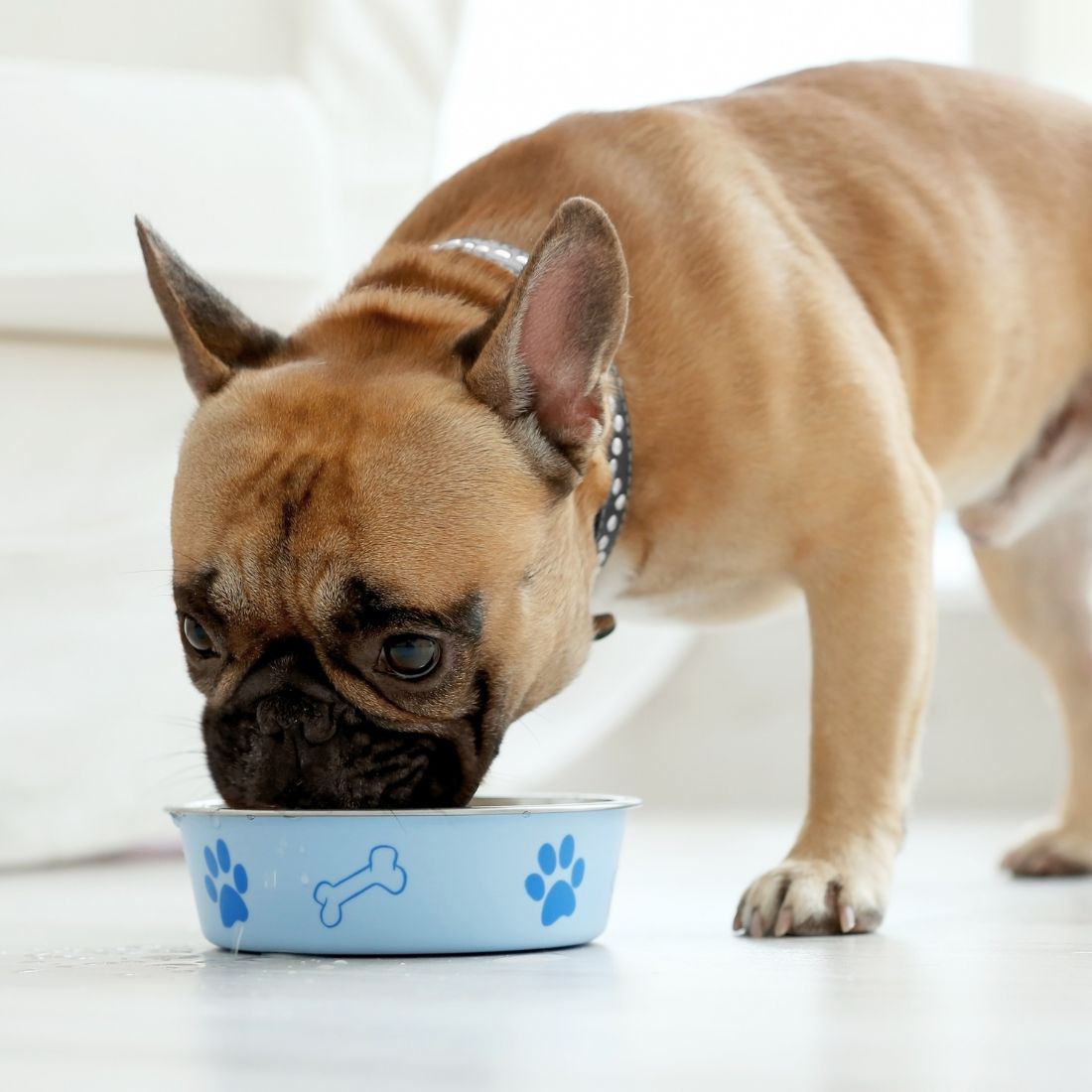 Dog Eating Food