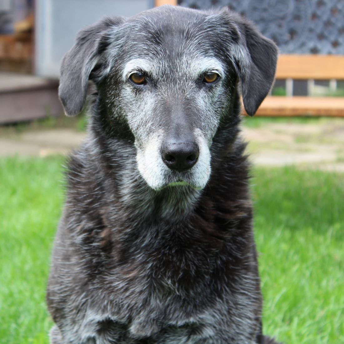 Old Dog sitting in the grass