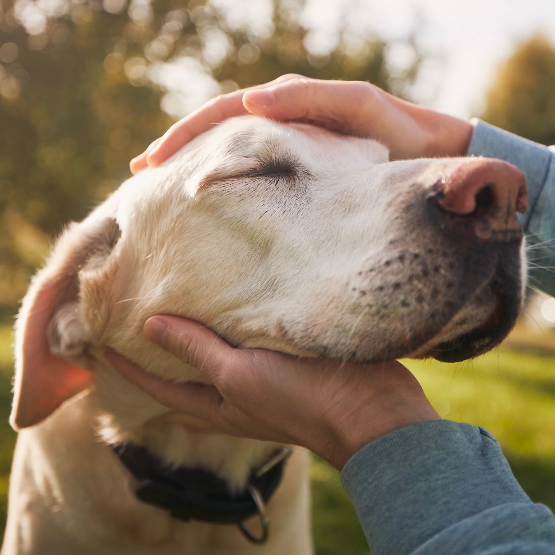 Man stroking his old dog