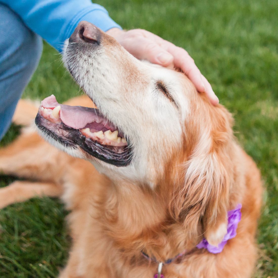 Owner Petting Dog