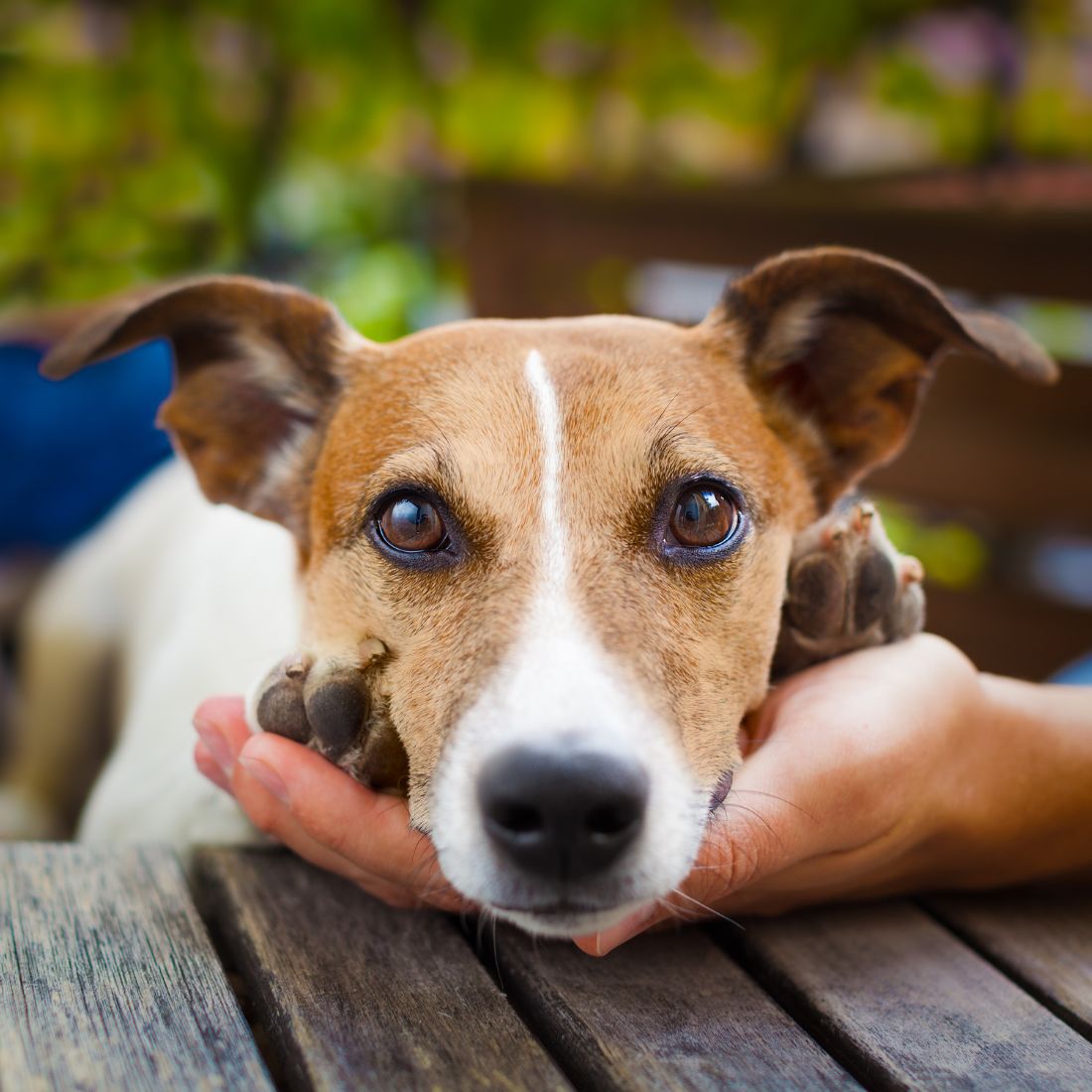 Owner Petting Dog