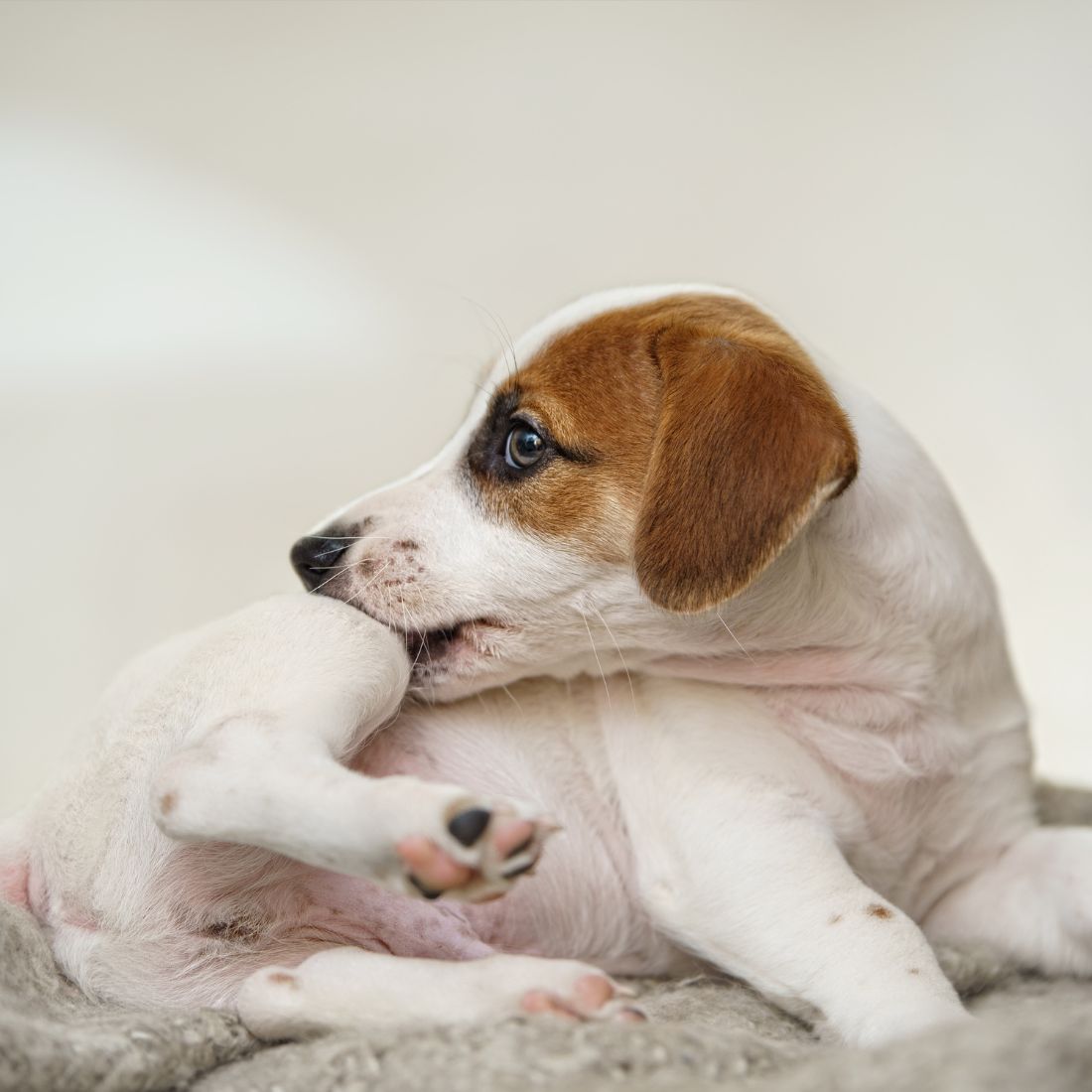 Puppy Jack Russell scratching himself and bites fleas