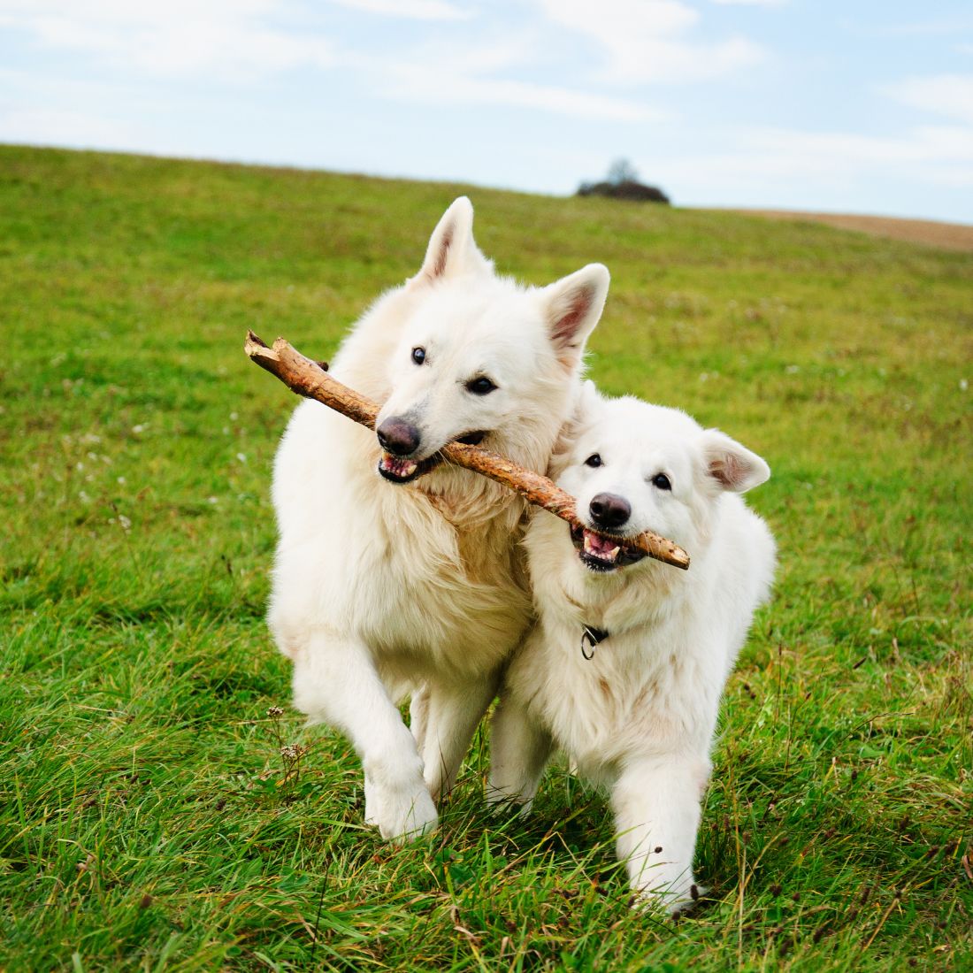 Two running dogs