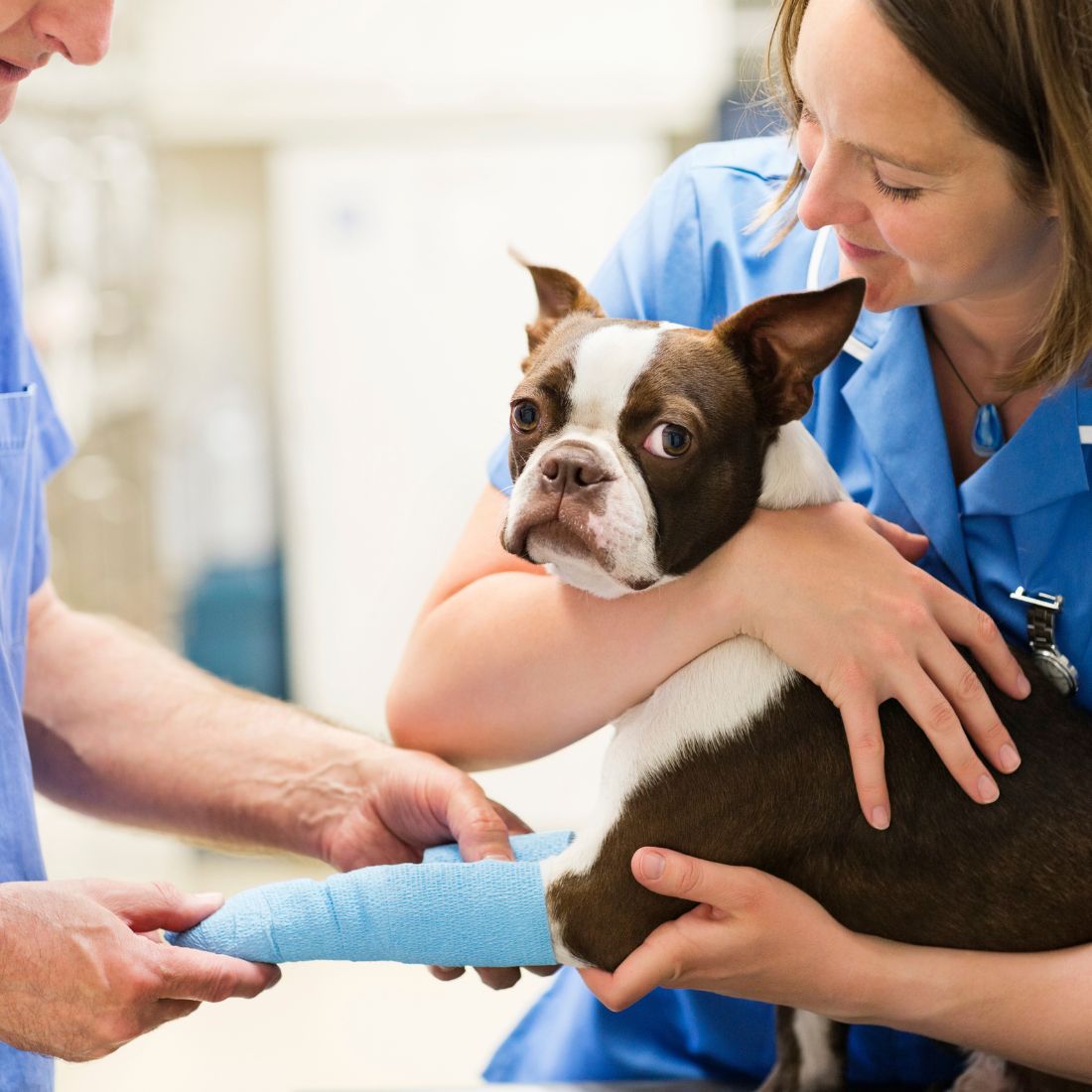 Veterinarians bandaging dog leg in vet surgery