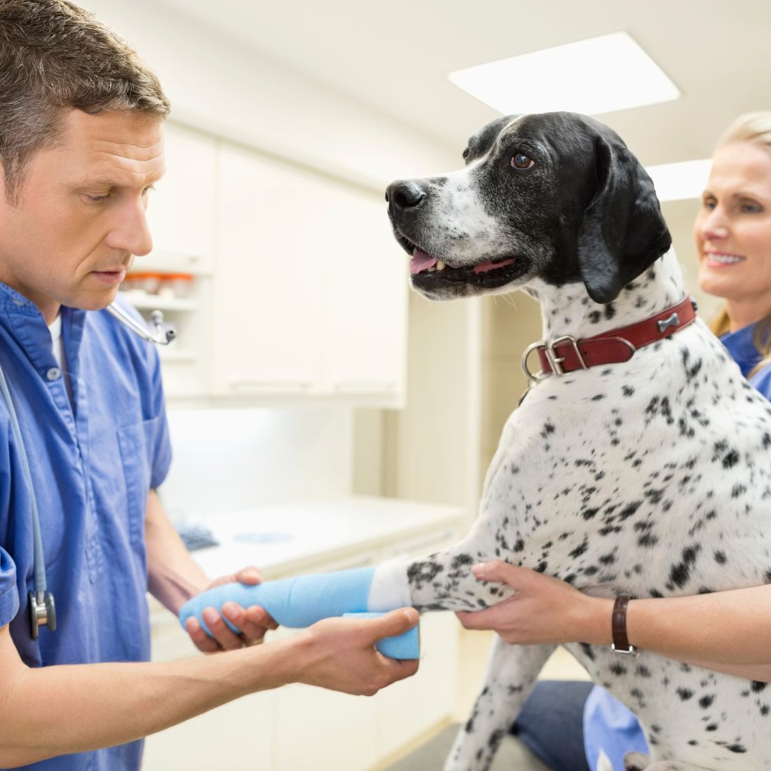 Veterinarians bandaging dog leg in vet surgery