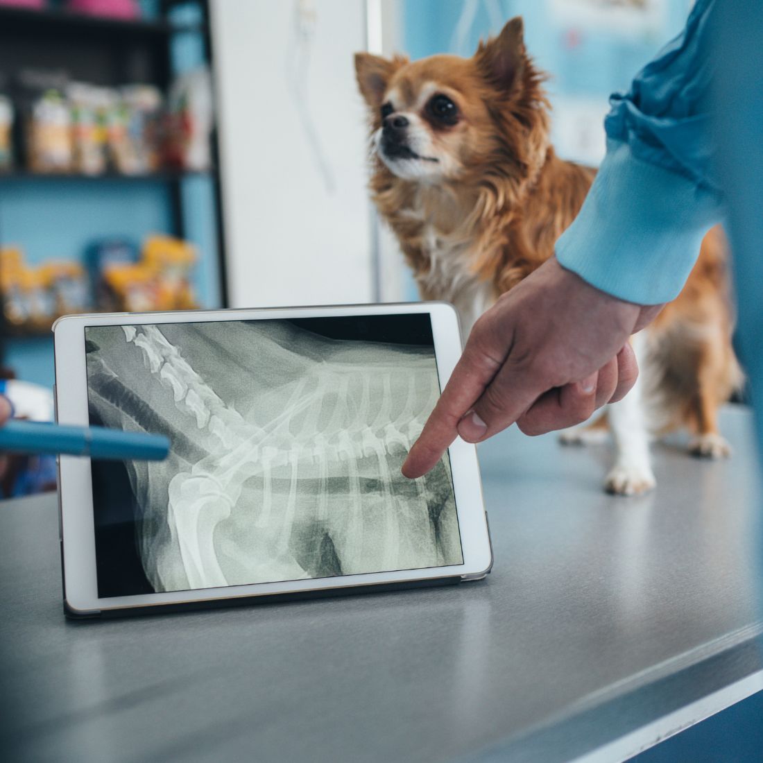 Vets examining X-ray