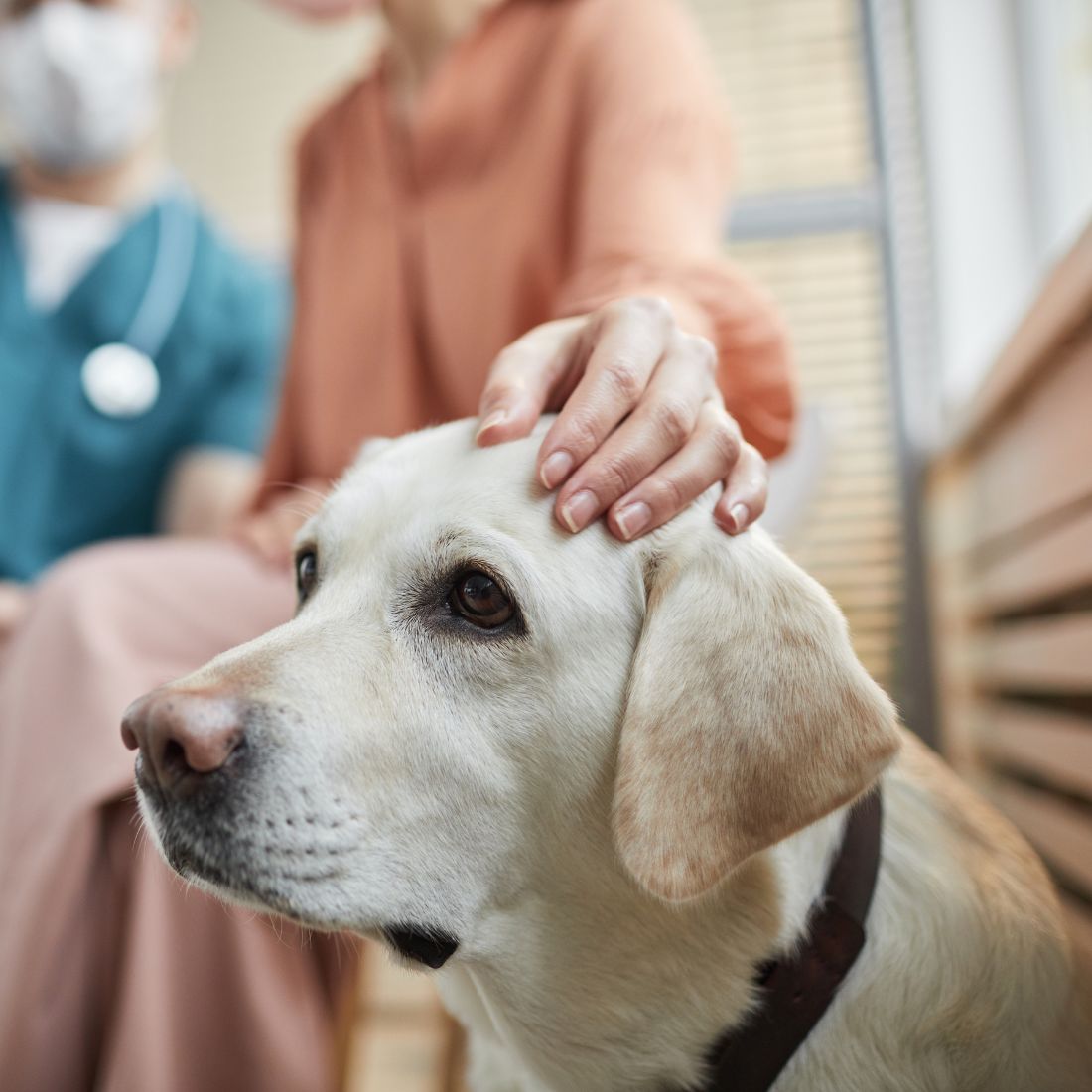 Woman Stroking Dog at Vet Clinic