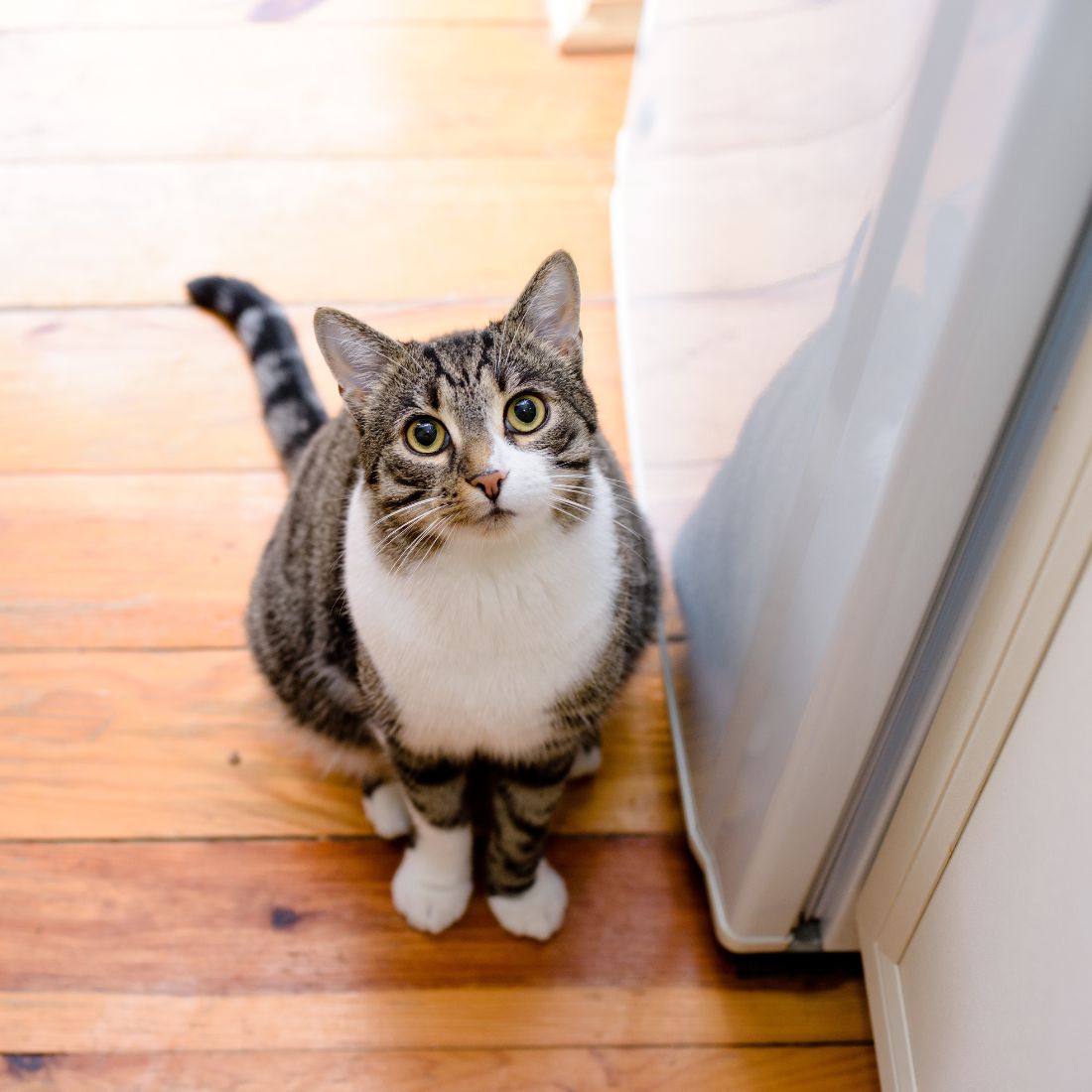 a cat looking up