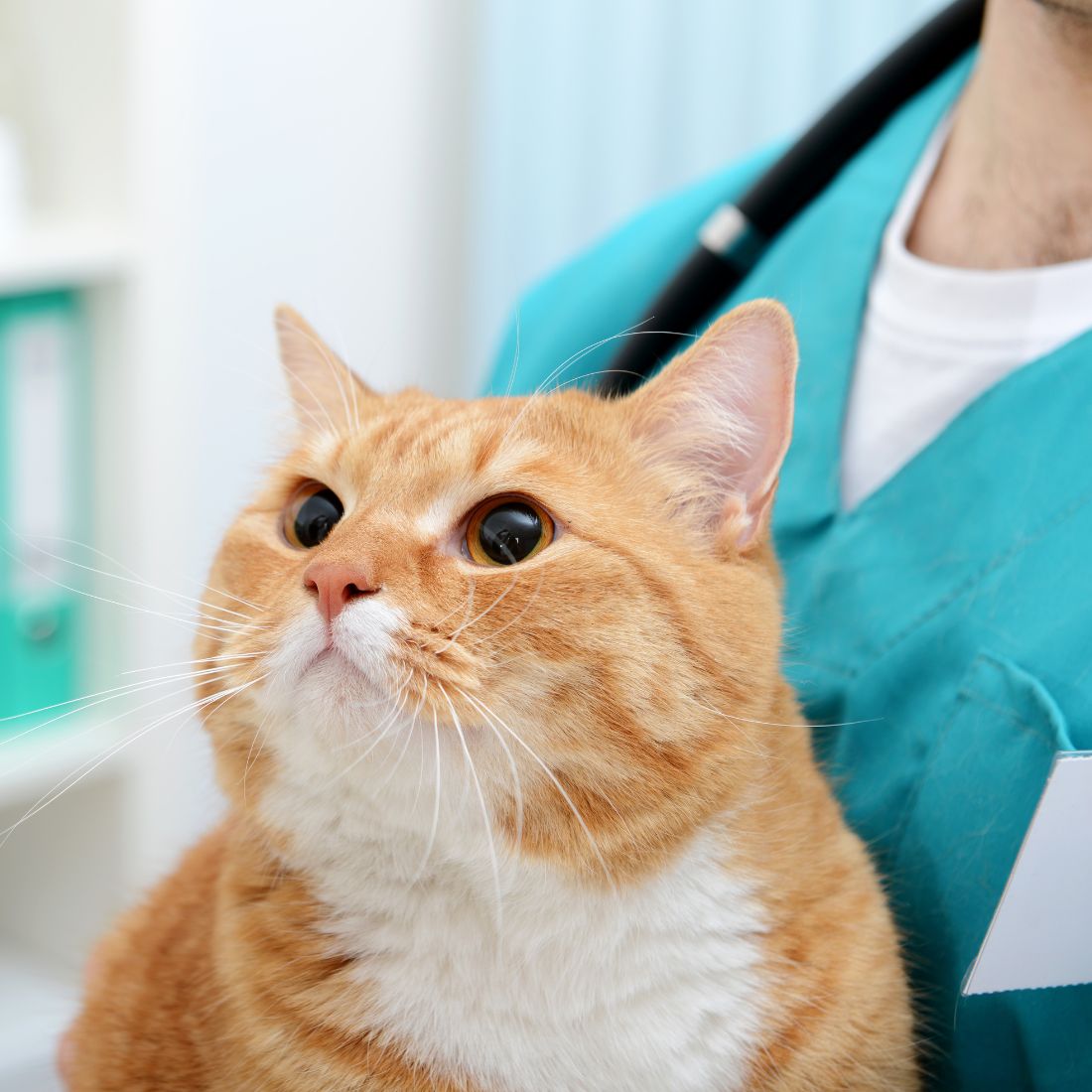 a vet holding a cat