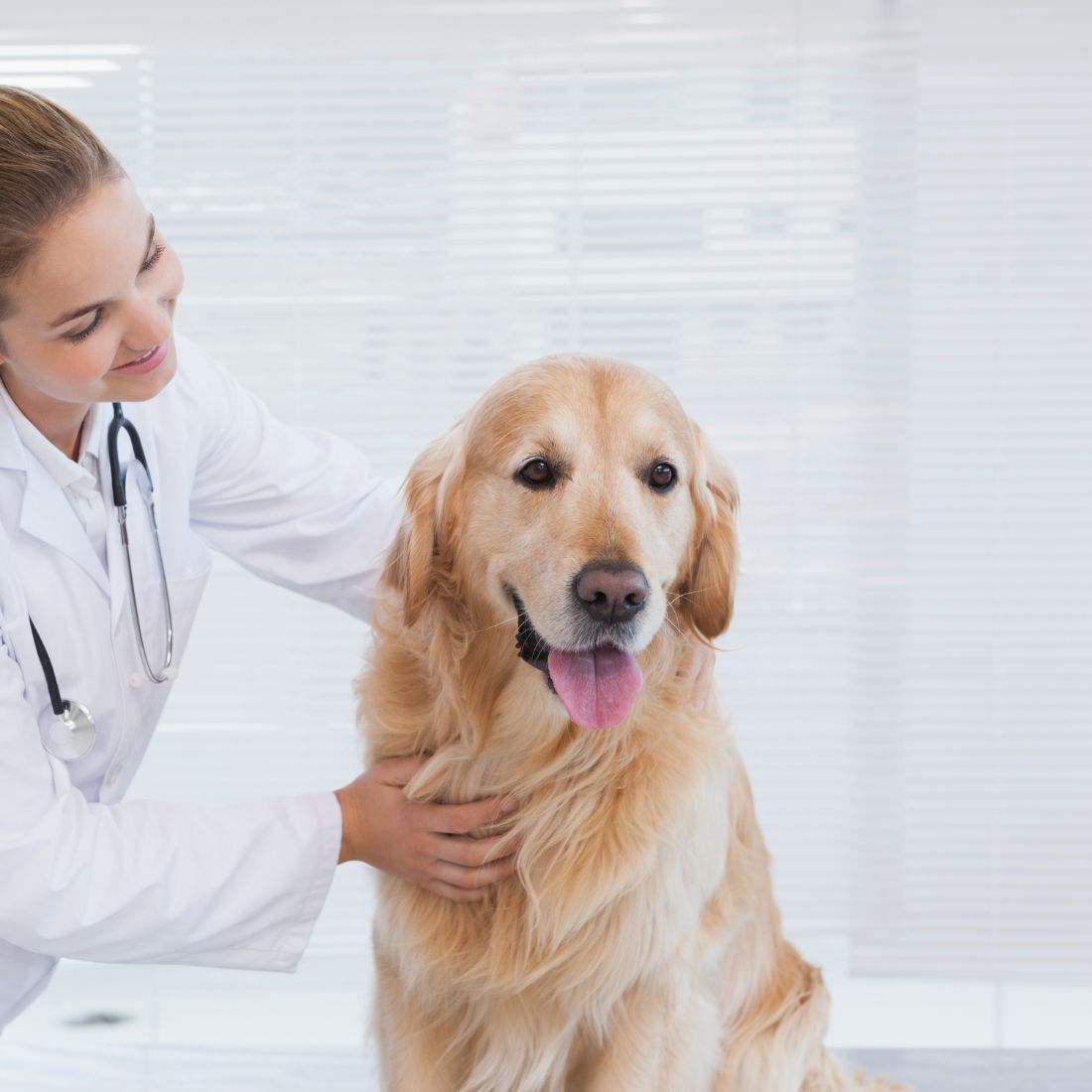 a vet holding a dog