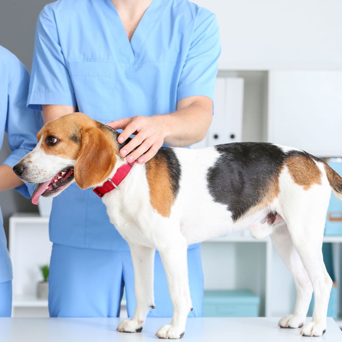 a vet holding a dog
