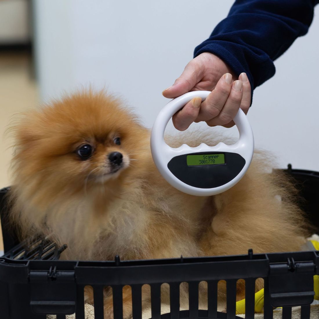 a vet scanning microchip of a dog