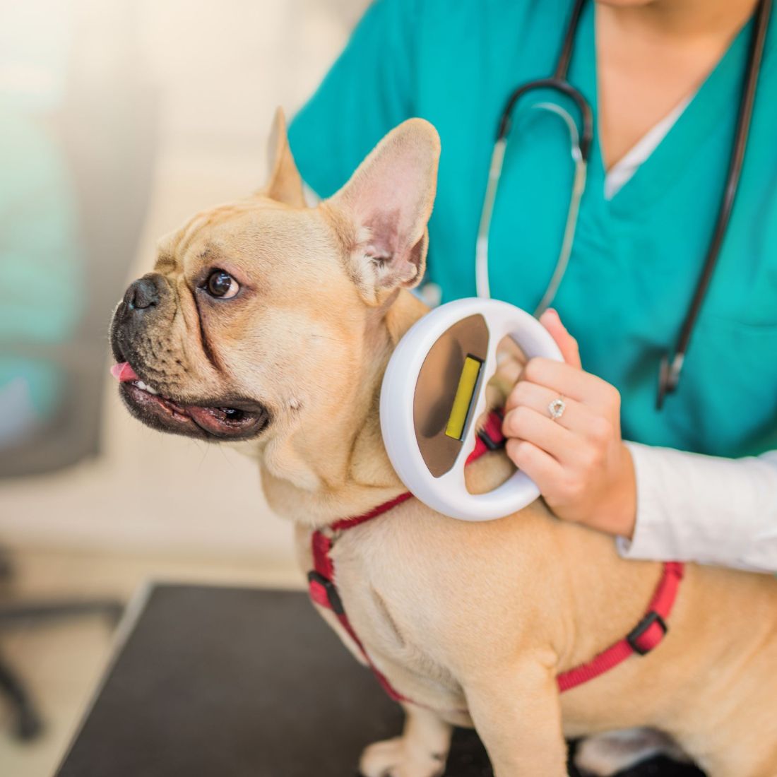 a vet scanning microchip of a dog