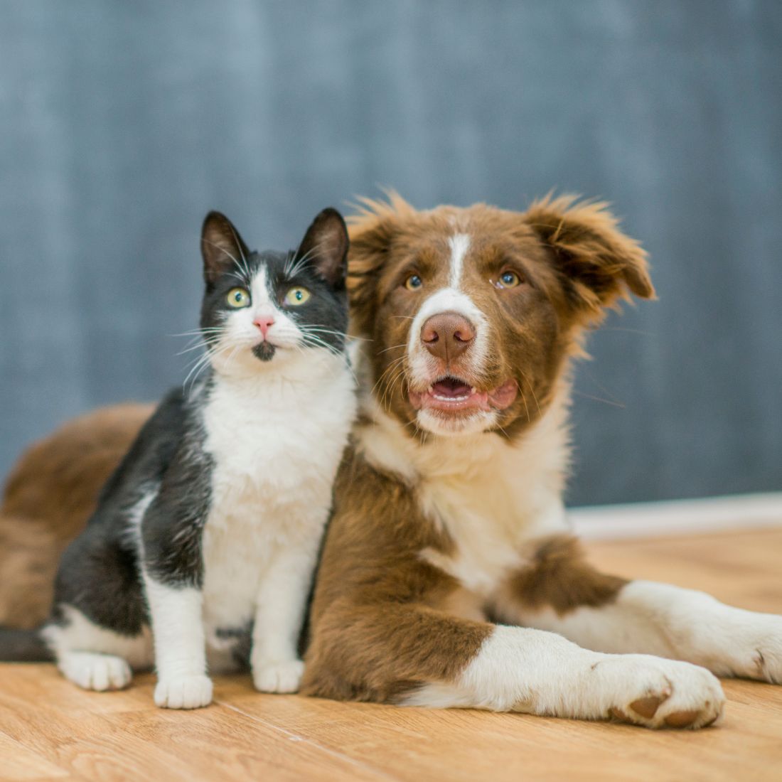 dog and cat sitting on the floor