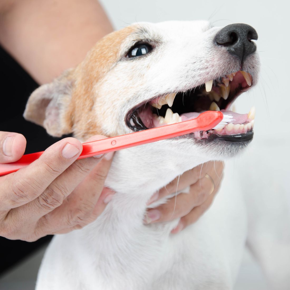 vet brushing dog teeth with a toothbrush
