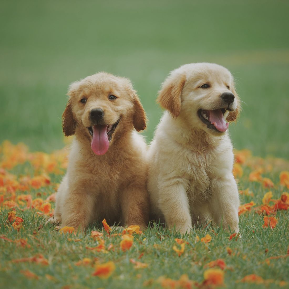 two puppy sitting in the grass