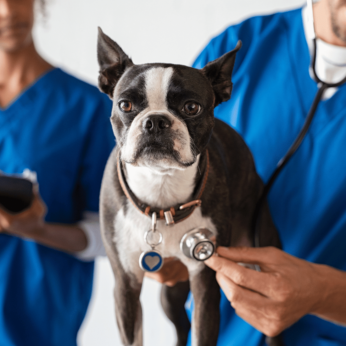 vet examining a dog